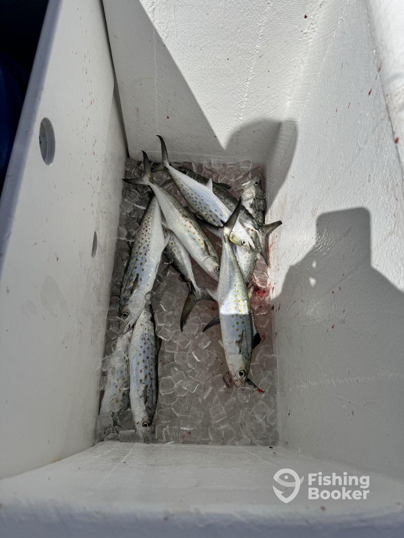 Reel Commocean is the Real Deal!