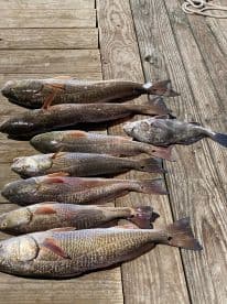 A variety of fish, including several species, neatly laid out on a wooden dock after a successful fishing trip.