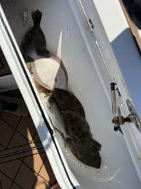 A variety of fish, including flounder and a silver fish, stored in a cooler on a fishing boat, showcasing a successful day on the water.
