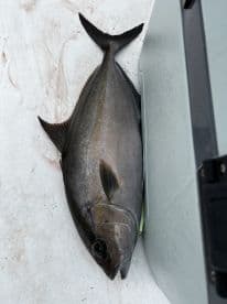 A large Halibut displayed on a cleaning station, showcasing the catch from a recent fishing trip.