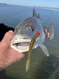 Angler proudly displaying a large Black Drum caught using a soft plastic lure in a scenic waterway.