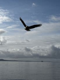 A majestic eagle soaring over calm waters under a cloudy sky, capturing the serene beauty of the fishing environment.