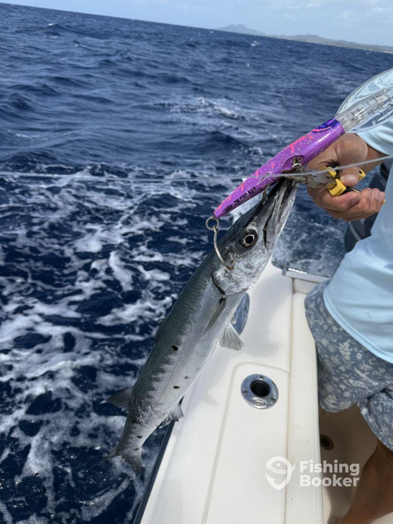 An angler reeling in a Barracuda while fishing offshore, showcasing the excitement of deep-sea fishing.