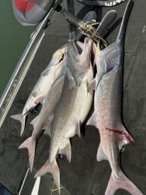 A collection of several large sharks displayed on the deck of a fishing boat, showcasing a successful catch during a fishing trip.