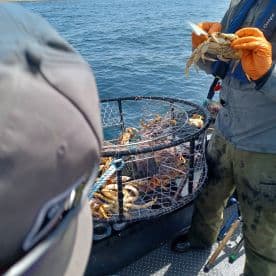A person on a boat is handling crabs from a trap, with a focus on the water in the background.