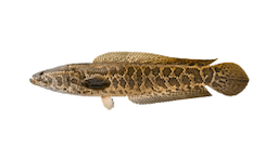 Snakehead