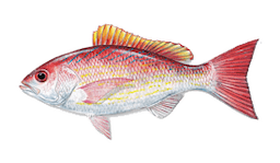Snapper (Vermilion)