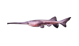 Paddlefish