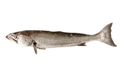 Geelbek (Cape Salmon)