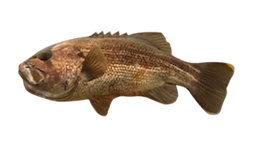 Dhufish