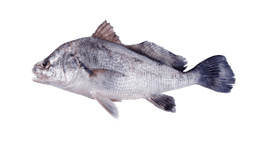 Freshwater Drum