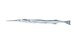 Needlefish