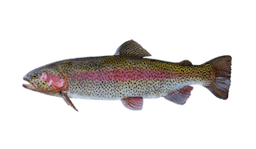 Rainbow Trout (Steelhead)