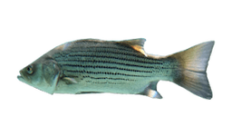 Hybrid Striped Bass