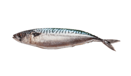 Mackerel (Atlantic)