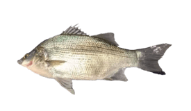White Bass