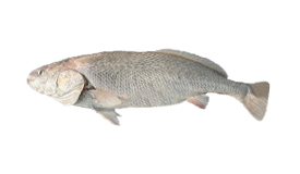 Black Jewfish image