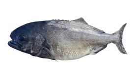Bluenose Warehou image