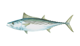 Skipjack