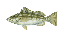 Calico Bass