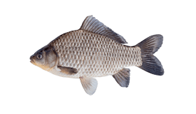 Carp image