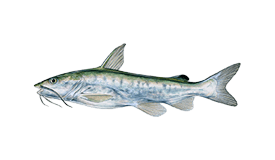 Catfish