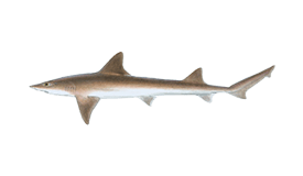 Dogfish image