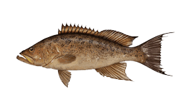 Scamp Grouper