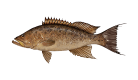 Scamp Grouper