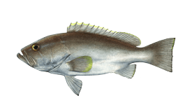 Yellowedge Grouper