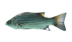 Hybrid Striped Bass