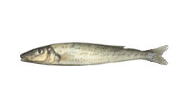 King George Whiting