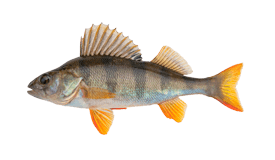 Yellow Perch
