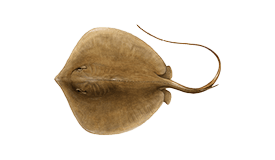 Ray image