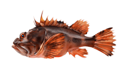 fish