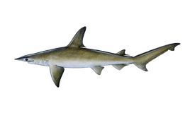 Bonnethead Shark image