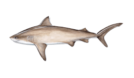 Bull Shark