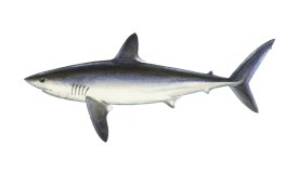 Porbeagle Shark