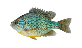 Sunfish