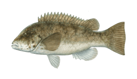Tautog