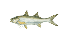 Threadfin Salmon