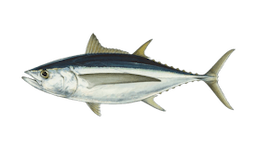 fish
