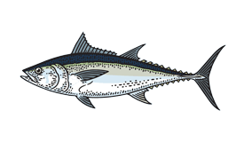 Longtail Tuna image