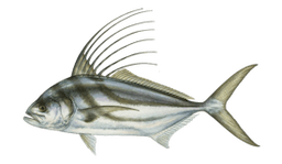 Roosterfish