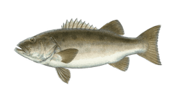 Giant Seabass