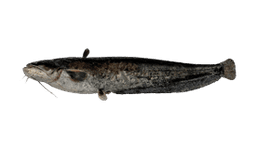 Wels Catfish