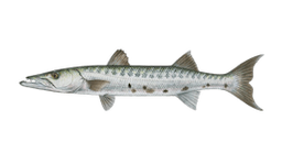 Barracuda (Great)