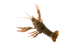 Crayfish