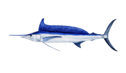 Spearfish (Longbill)