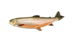 Dolly Varden